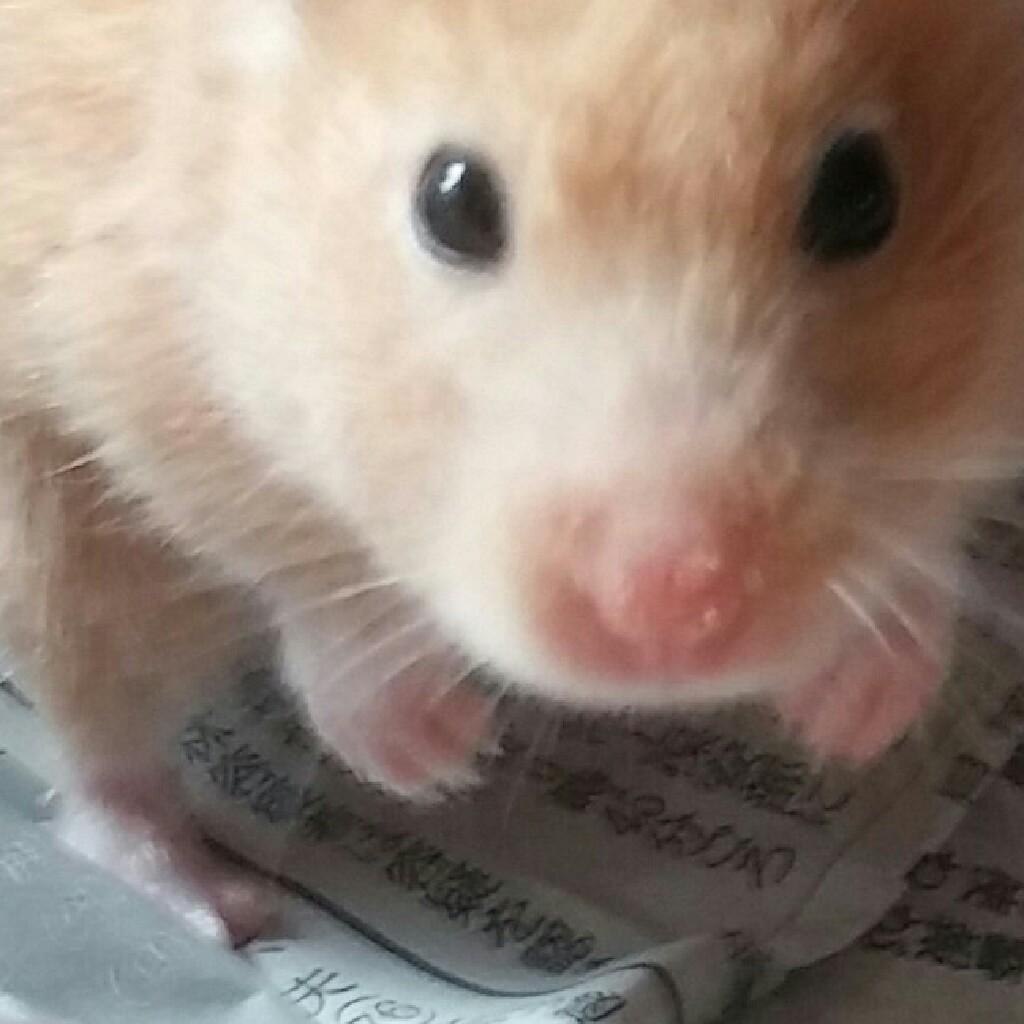 hamham
