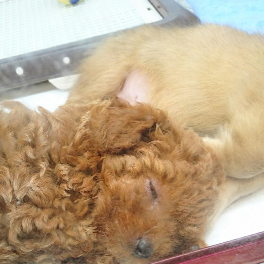 猫犬どちらもlove☀