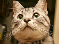 ナリタツのトーク