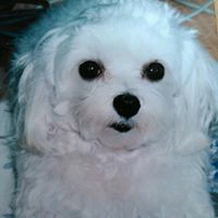 三代目が好きになったオジサン