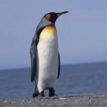 ペンギンのトーク