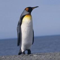 ペンギン