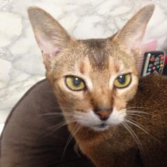 アヴィのトーク