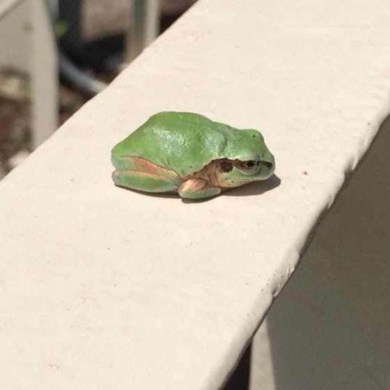 ひろっち