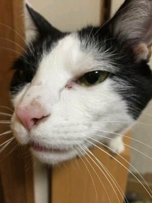 くにゃんコ@病は気から