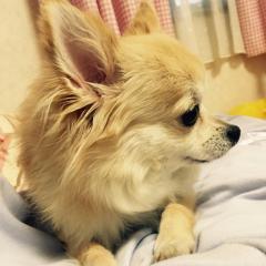 ぽちゃあ