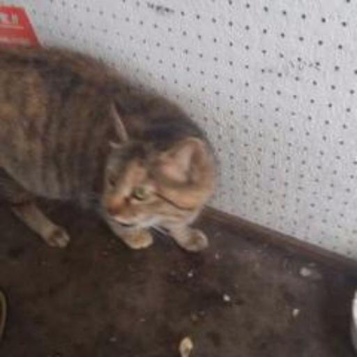 梅田彩佳！準急！(感謝)