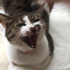 女の世界の面倒さをつぶやきます