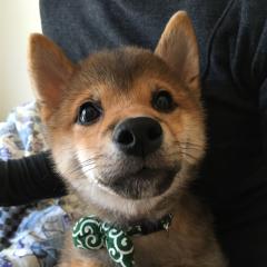 satoshi