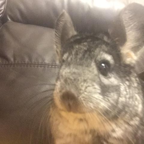 テリー