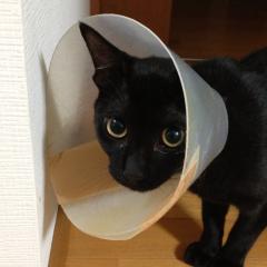 から揚げ屋のパパ