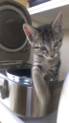 緒里架