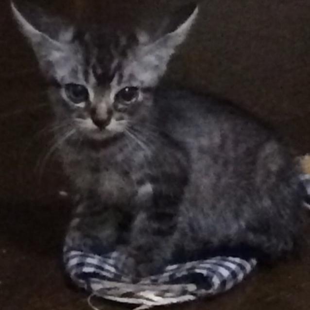 子猫が家にやってきた(*^◯^*)チョコビ日記