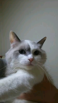 ベルちゃん