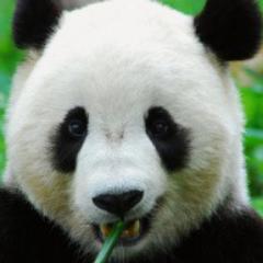 ヤドランおやかた