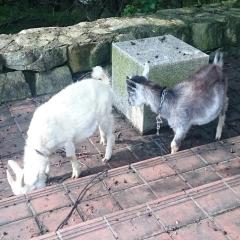 ﾎﾟｹﾓﾝGO まだかなまだかな(・ω・)ノ