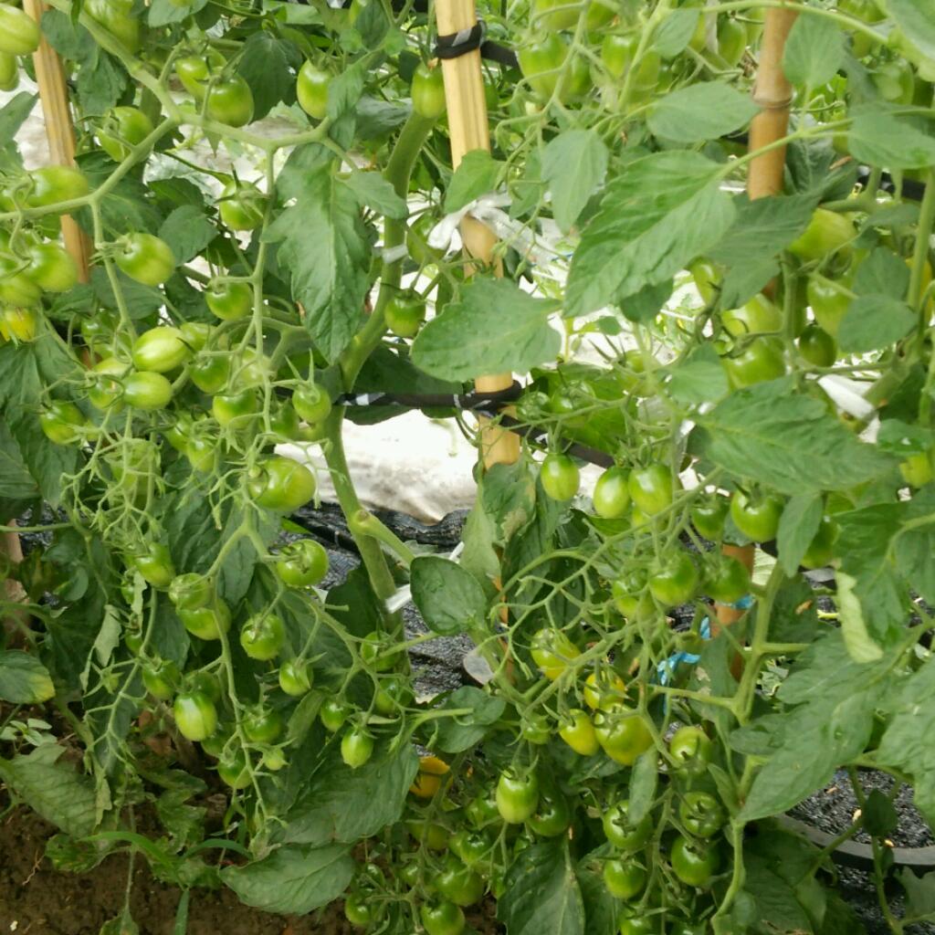 morimoriおじさん