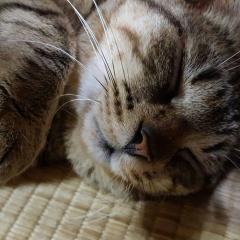 ゆるぽん