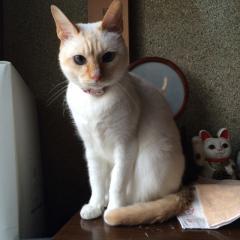 コウちゃんのヒトリヨガリ