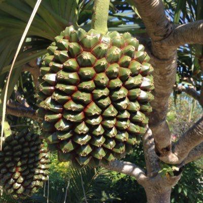 しみかんのトーク