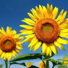 ノーズのトーク