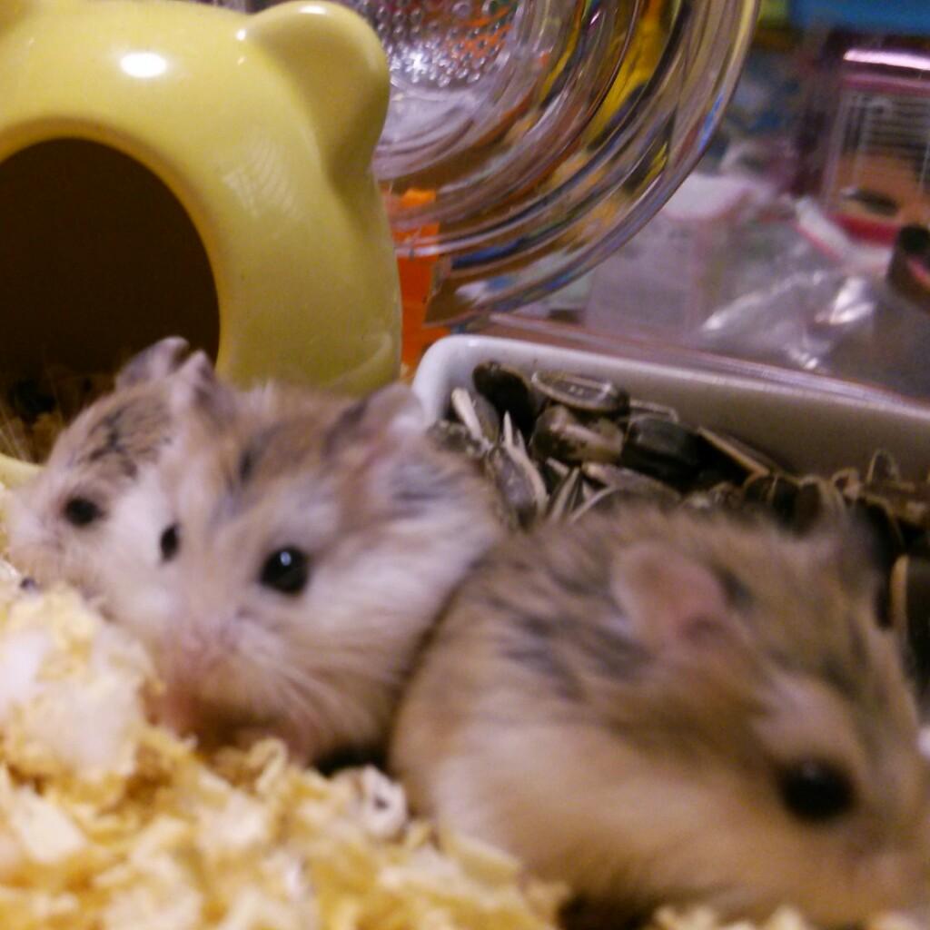 ハムスター日常日記2