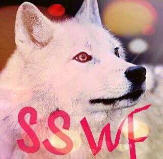 RuiGami@SSWF