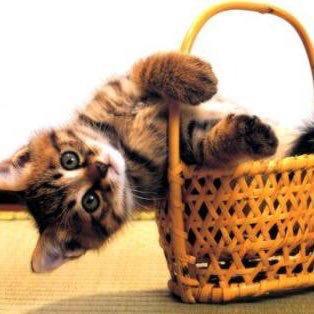 佐藤 樹羅@Mikasaのトーク