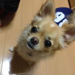 私が飼っている犬です。私2匹犬を飼って居ます。この写真はオス