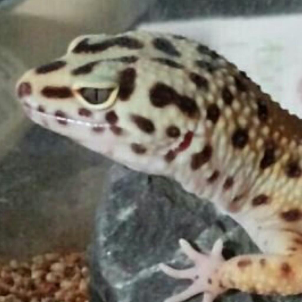 烏よけCDのトーク