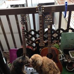 アムールテツのレビュー部屋