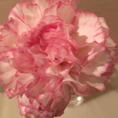 プリパラのことを語ろう(o^^o)