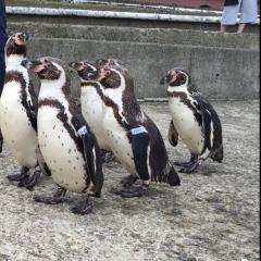 ごつぴい