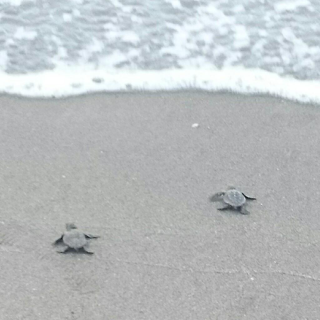 なっつっつ！