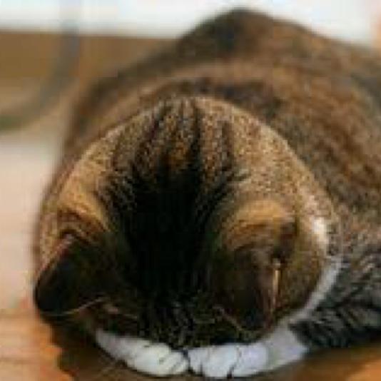 ヽ(╬•̀ω•́)､➰➰➰➰◓