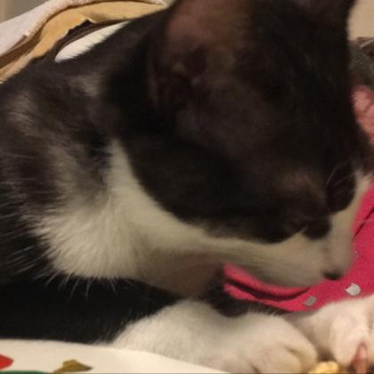 (💖∀💖)ｷﾗｰﾝ✧