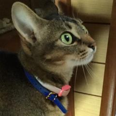 イエローガール