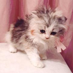 熊おやじ＠北海道