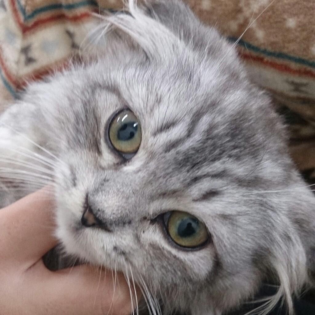 心愛