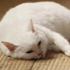 友和(ともかず)