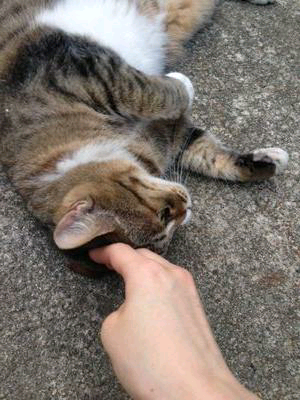 ゆき