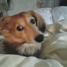 ゼウスパパ(ほらぐち)