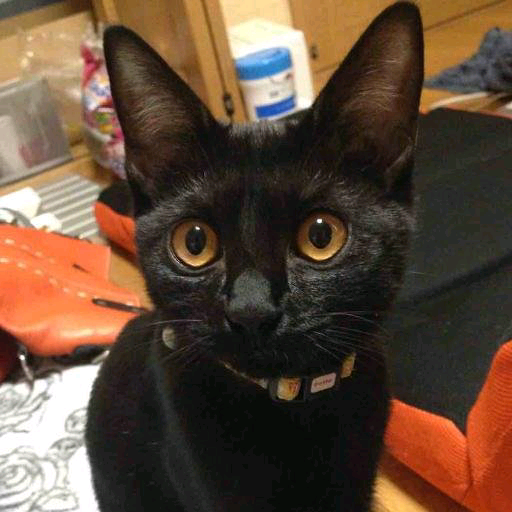 kokeko