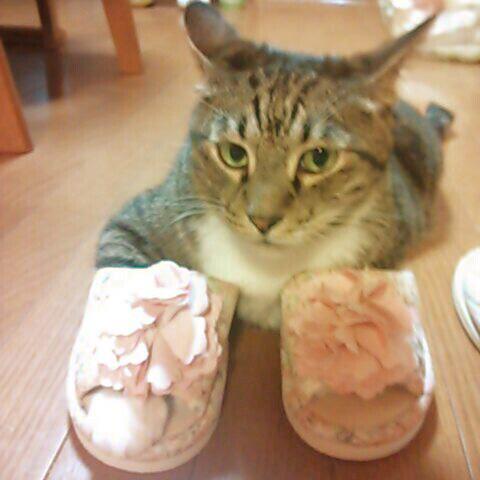 ププリン♀@絶対にがんばらない