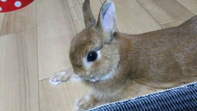 のんのトーク