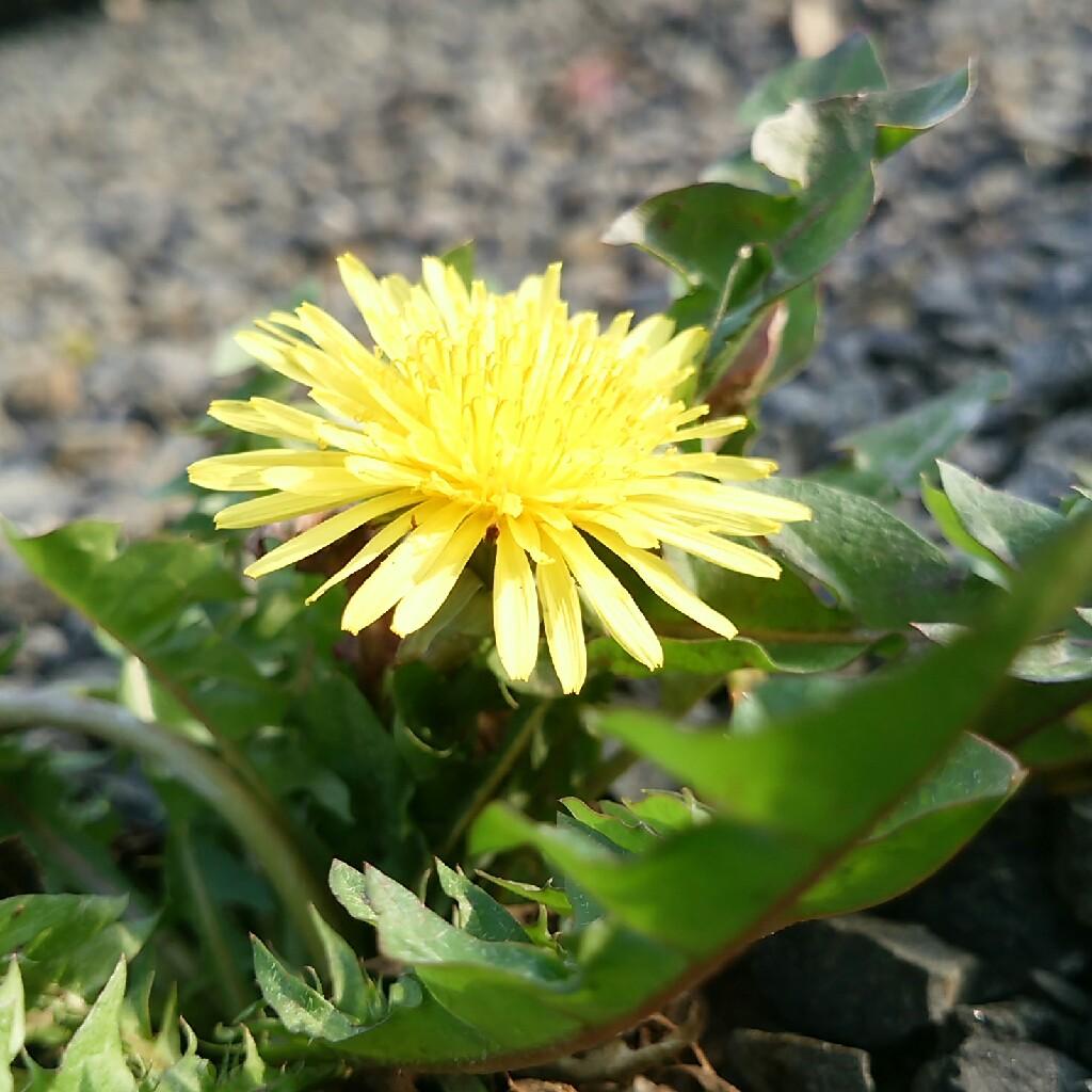 けすうよ(よっしー)