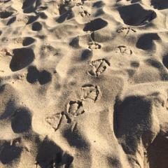 さいころのトーク