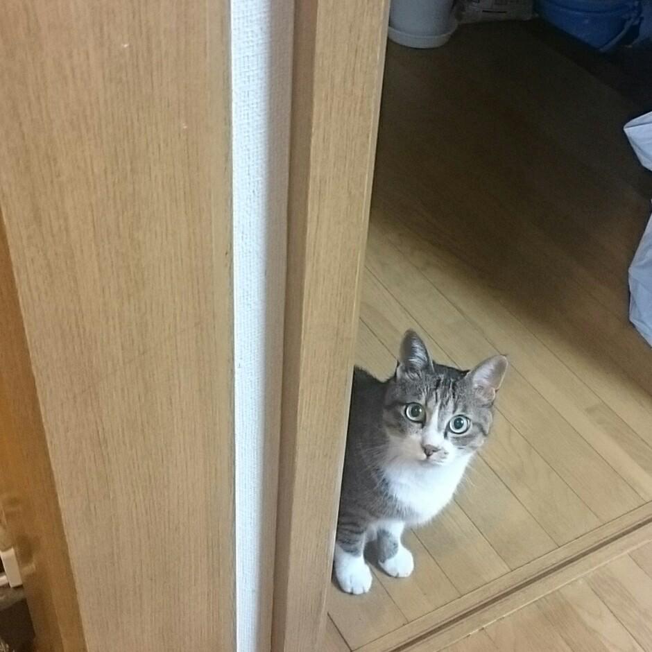 くろみか