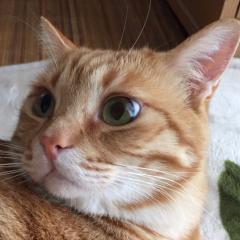ねここここのトーク