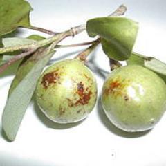 ちゅぱかぶら(社会不適合)